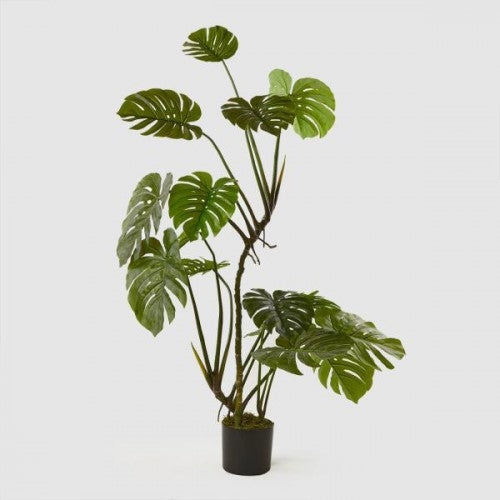 Monstera Pianta C/Vaso H155