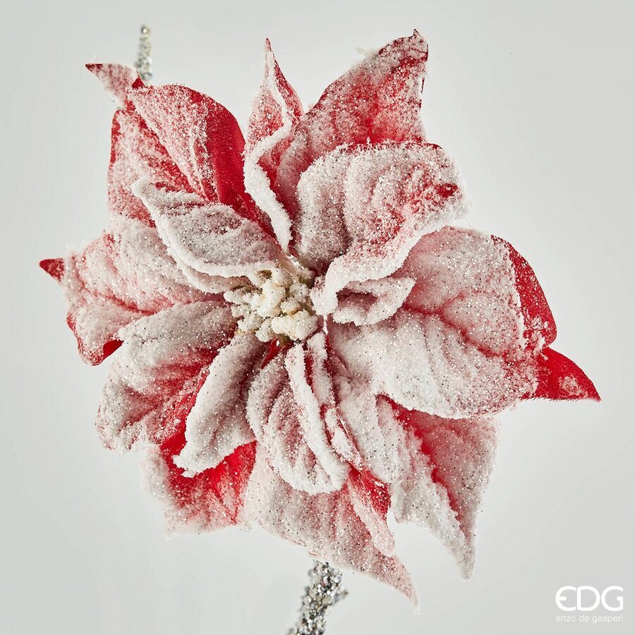Stella Natale Testa Floc/Clip D24 B4