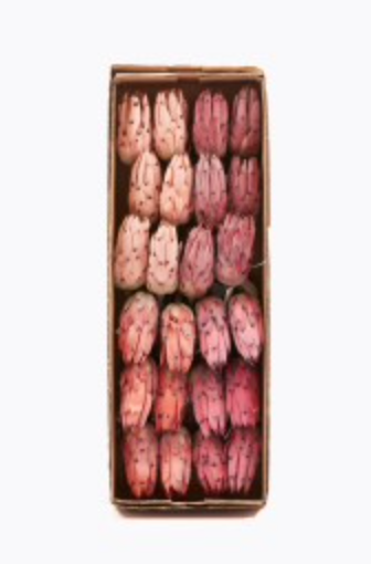 Protea Olivengren