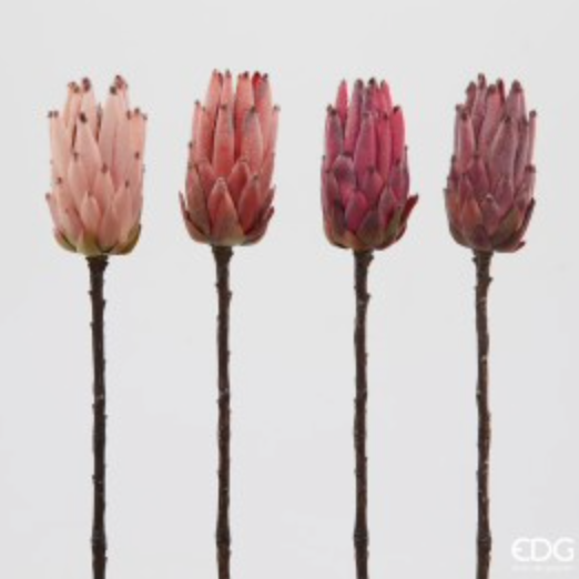 Protea Olivengren