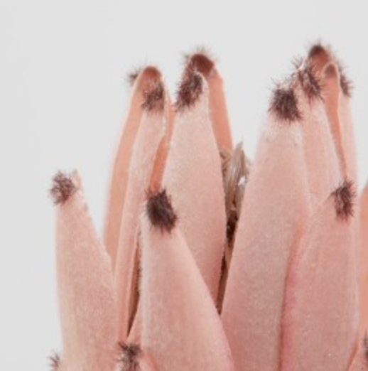 Protea Olivengren
