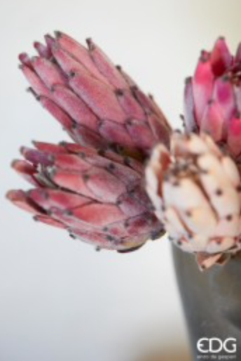 Protea Olivengren