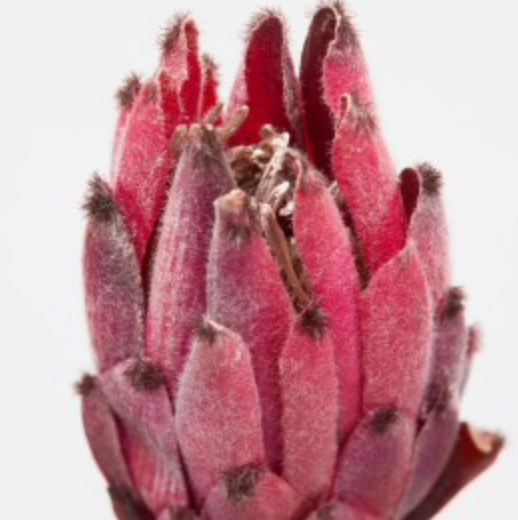 Protea Olivengren